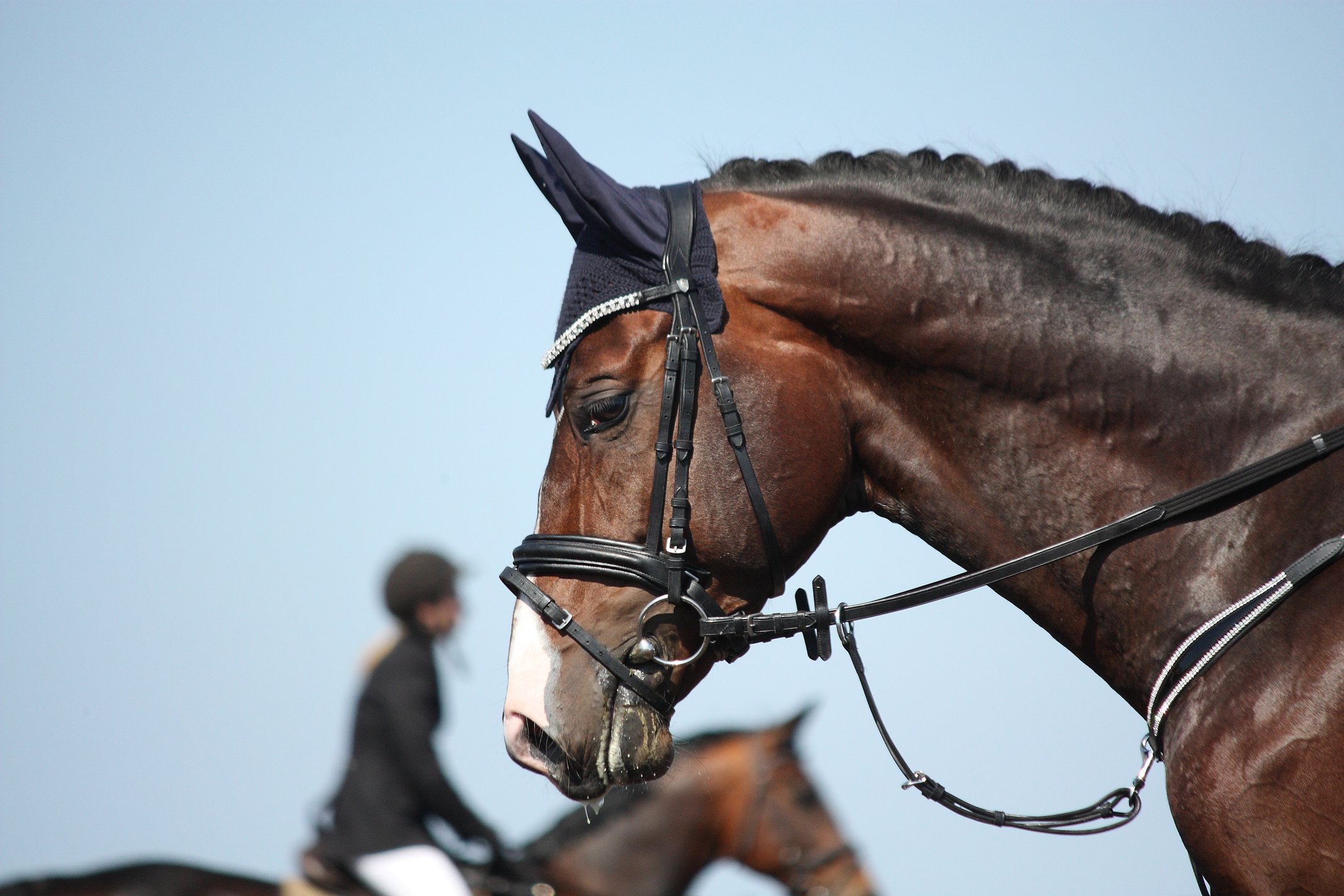 Brown sport horse portrait during show