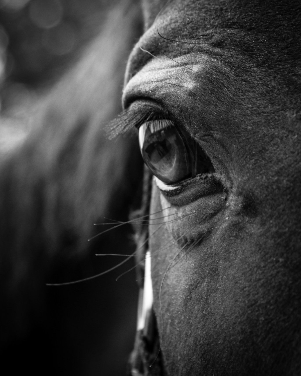 Close up of a Horse Eye